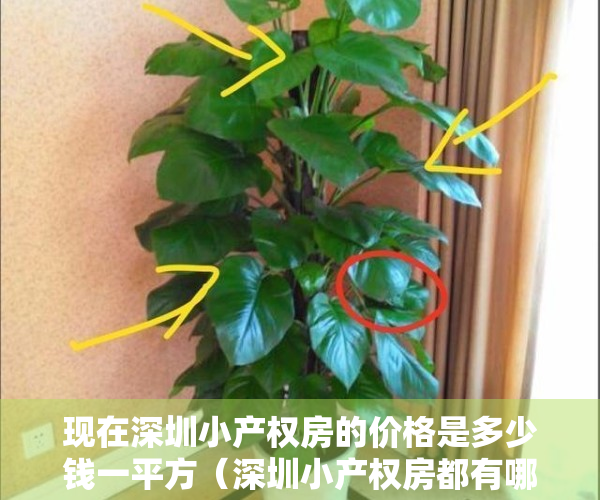 现在深圳小产权房的价格是多少钱一平方（深圳小产权房都有哪些优势值得大家去购买呢？）