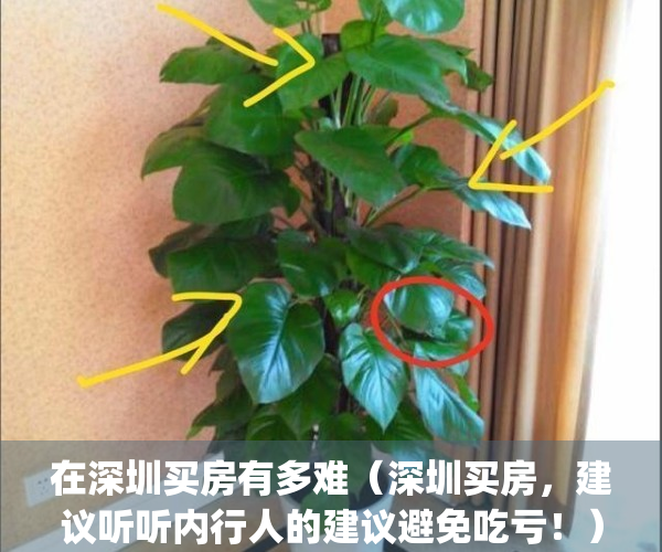 在深圳买房有多难（深圳买房，建议听听内行人的建议避免吃亏！）(在深圳买房好不好)