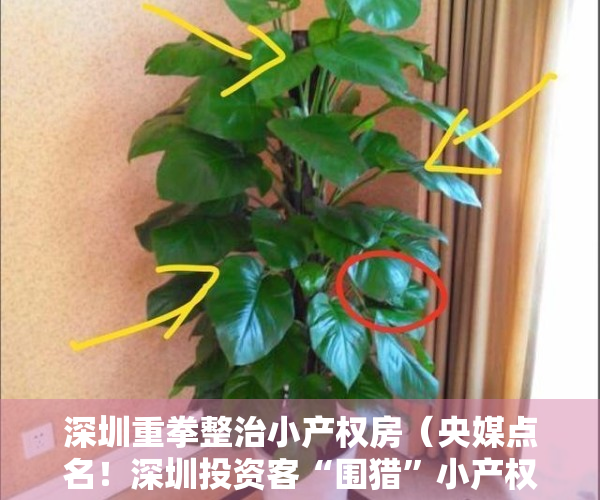 深圳重拳整治小产权房（央媒点名！深圳投资客“围猎”小产权房，官方或紧急出手！）