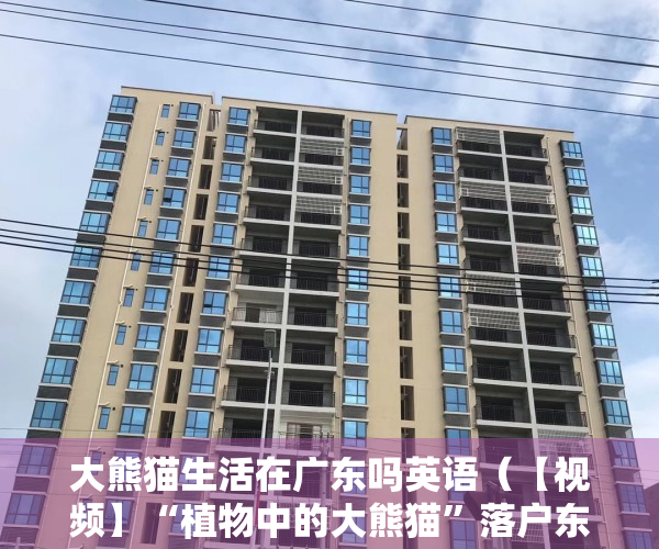 大熊猫生活在广东吗英语（【视频】“植物中的大熊猫”落户东莞，积极推动城市绿美发展）