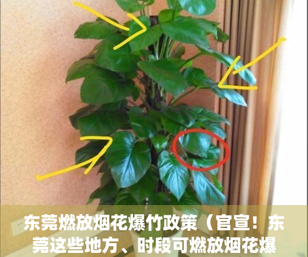 东莞燃放烟花爆竹政策（官宣！东莞这些地方、时段可燃放烟花爆竹）(东莞有放烟花表演吗)
