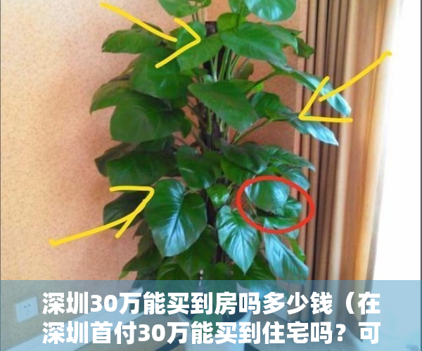 深圳30万能买到房吗多少钱（在深圳首付30万能买到住宅吗？可以落户读书的不是小产权，今天答案来了）