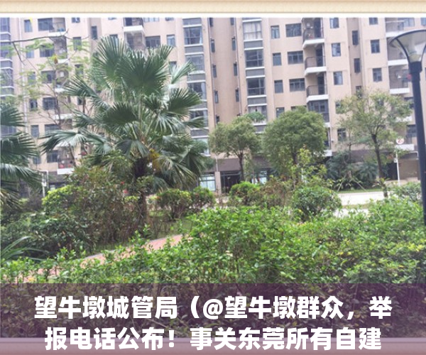 望牛墩城管局（@望牛墩群众，举报电话公布！事关东莞所有自建房）(望牛墩城管电话是多少)