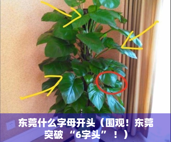 东莞什么字母开头（围观！东莞突破 “6字头” ！）