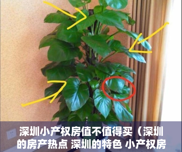 深圳小产权房值不值得买（深圳的房产热点 深圳的特色 小产权房！什么是小产权房呢？）