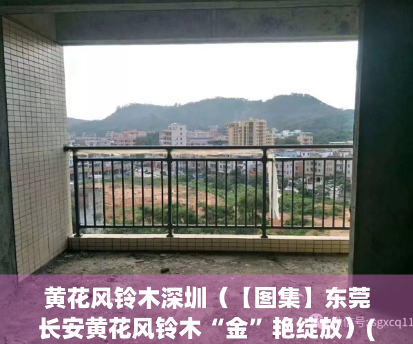 黄花风铃木深圳（【图集】东莞长安黄花风铃木“金”艳绽放）(黄花风铃木 东莞)