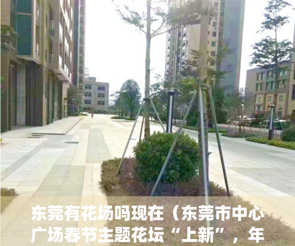 东莞有花场吗现在（东莞市中心广场春节主题花坛“上新”，年味满满！）(东莞附近哪里有花市场)