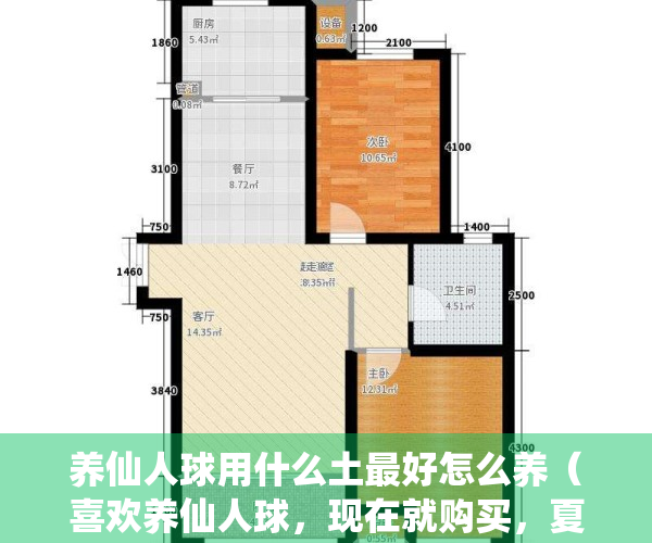 养仙人球用什么土最好怎么养（喜欢养仙人球，现在就购买，夏天买容易化水，仙人球也不好养）