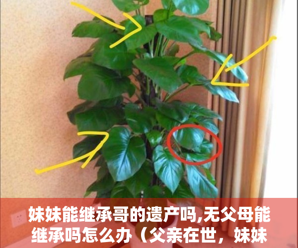 妹妹能继承哥的遗产吗,无父母能继承吗怎么办（父亲在世，妹妹照顾患病兄嫂，能继承兄嫂的遗产吗？）