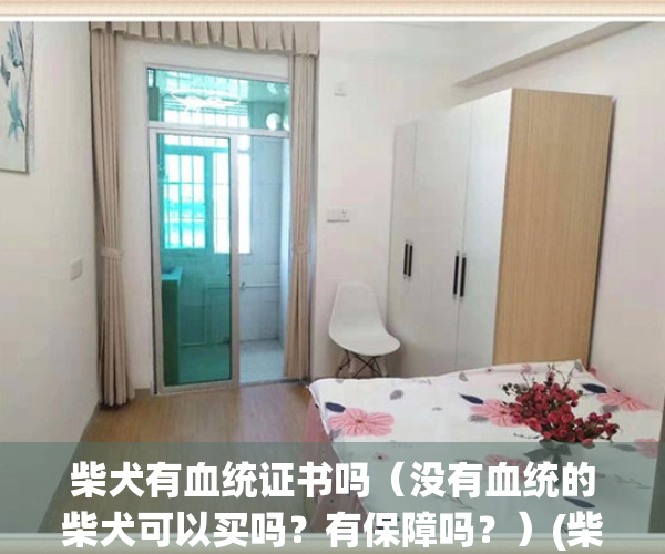 柴犬有血统证书吗（没有血统的柴犬可以买吗？有保障吗？）(柴犬血统证怎么办)
