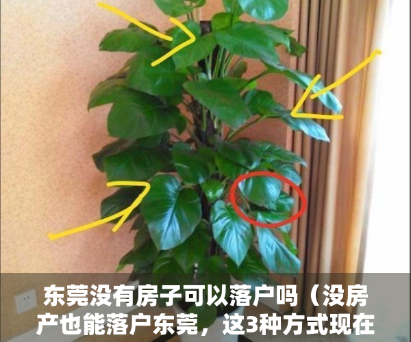 东莞没有房子可以落户吗（没房产也能落户东莞，这3种方式现在就能办，符合条件的抓紧！）