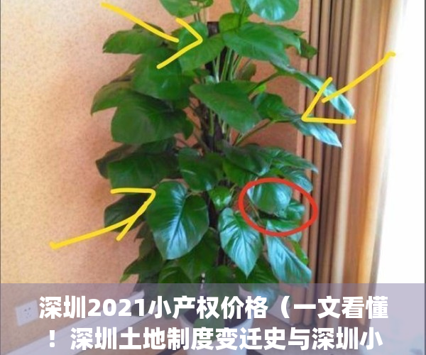 深圳2021小产权价格（一文看懂！深圳土地制度变迁史与深圳小产权房！）(深圳的小产权最近动态)
