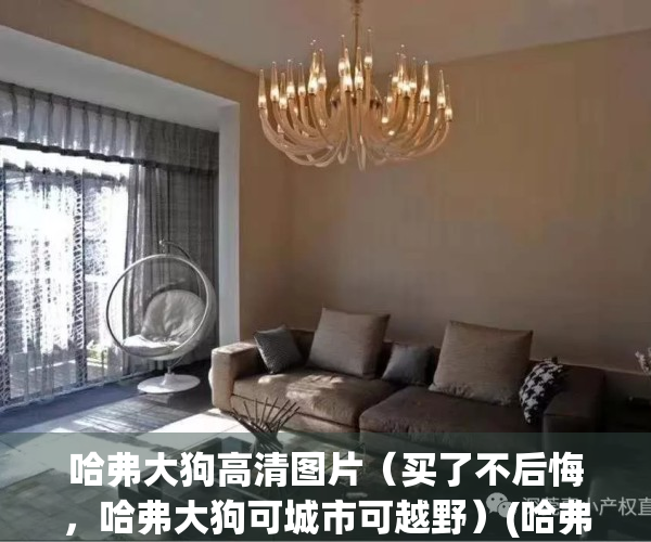 哈弗大狗高清图片（买了不后悔，哈弗大狗可城市可越野）(哈弗大狗汽车新款2020款照片)