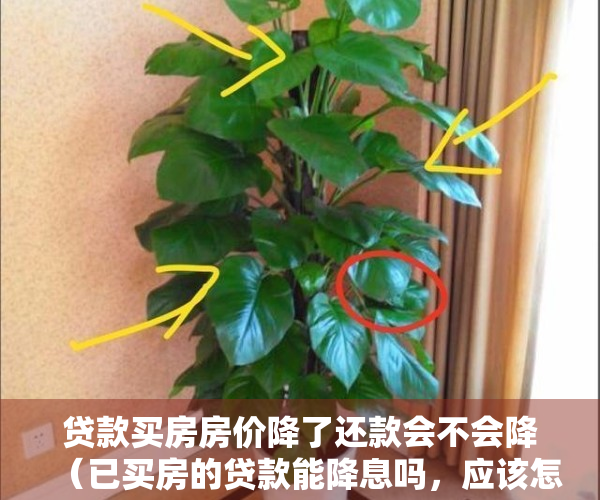 贷款买房房价降了还款会不会降（已买房的贷款能降息吗，应该怎么做？）